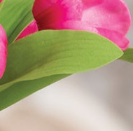 Close-up of tulip leaf showing natural-looking veins and matte finish